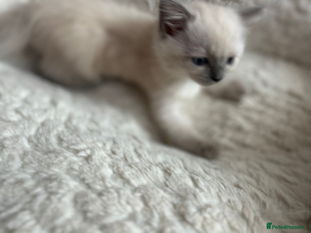 Ragdoll cats for sale: 5 Pure Ragdoll kittens - All Females -Pickup Ready - Image 16