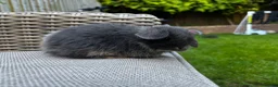 Mini Lop rabbits for sale: 2 Blue Baby Mini Lops - Advert 15