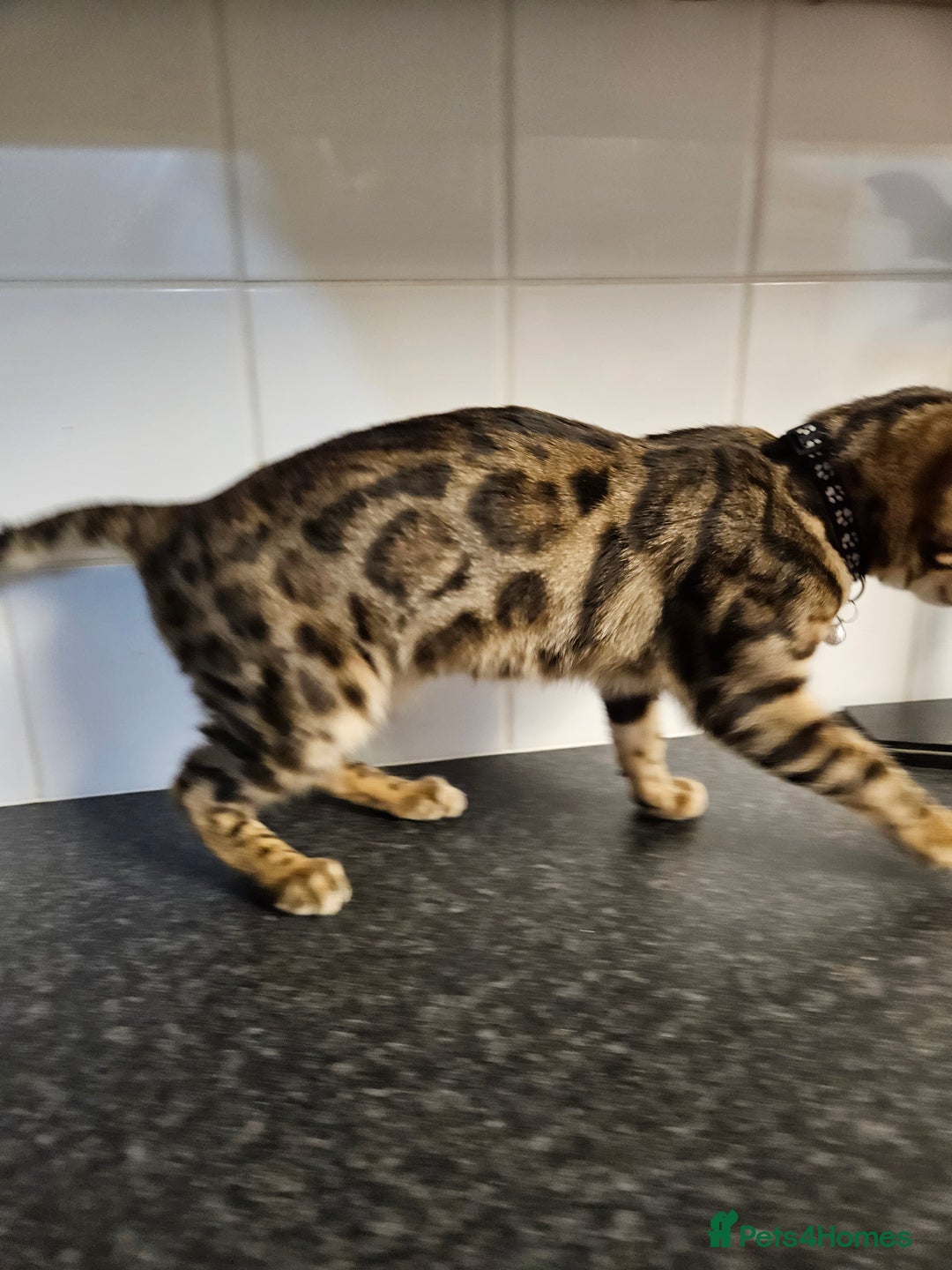 Bengal cats for sale: Silver/ mink bengals kittens  - Advert 7