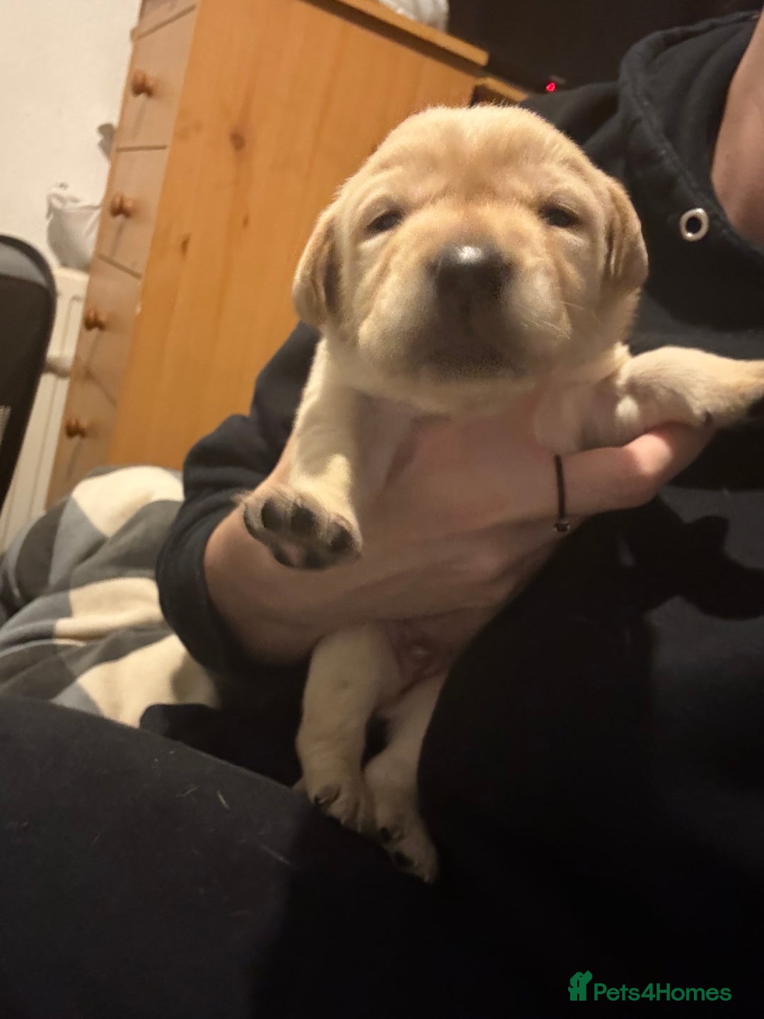 Labrador Retriever dogs for sale: 5 male labradors - Advert 3