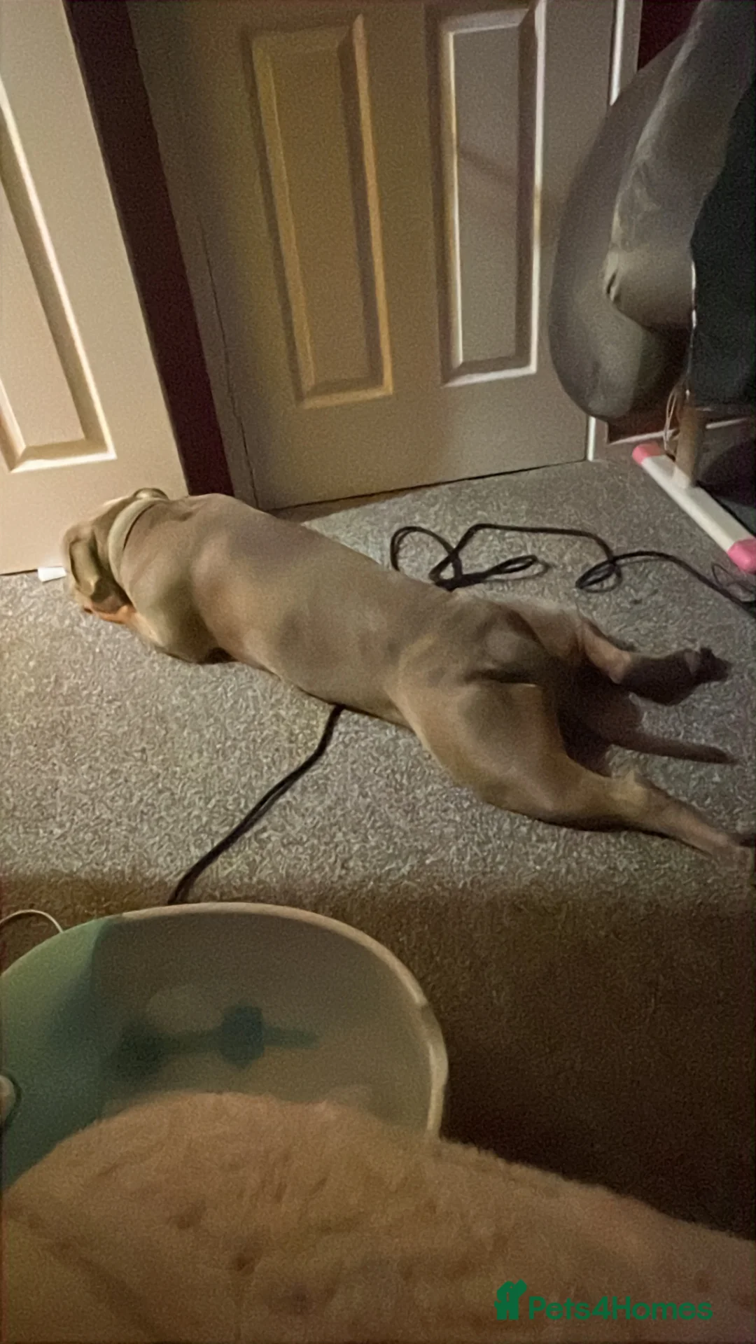 American Bully dogs for sale: 🐾 Adorable Bully Ready for His Forever Family 🐾 in Cramlington - Advert 2