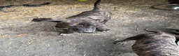 Lurcher dogs for sale: x2 Beautiful Boy Lurcher Puppies  - Advert 12
