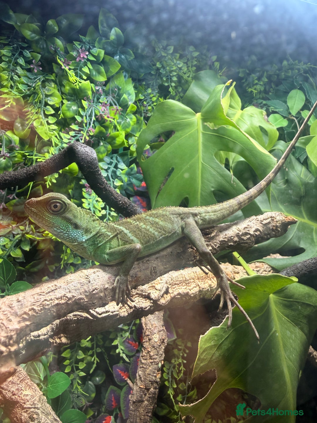 Lizard reptiles for sale: Chinese water Dragon and complete set up for sale - Advert 4