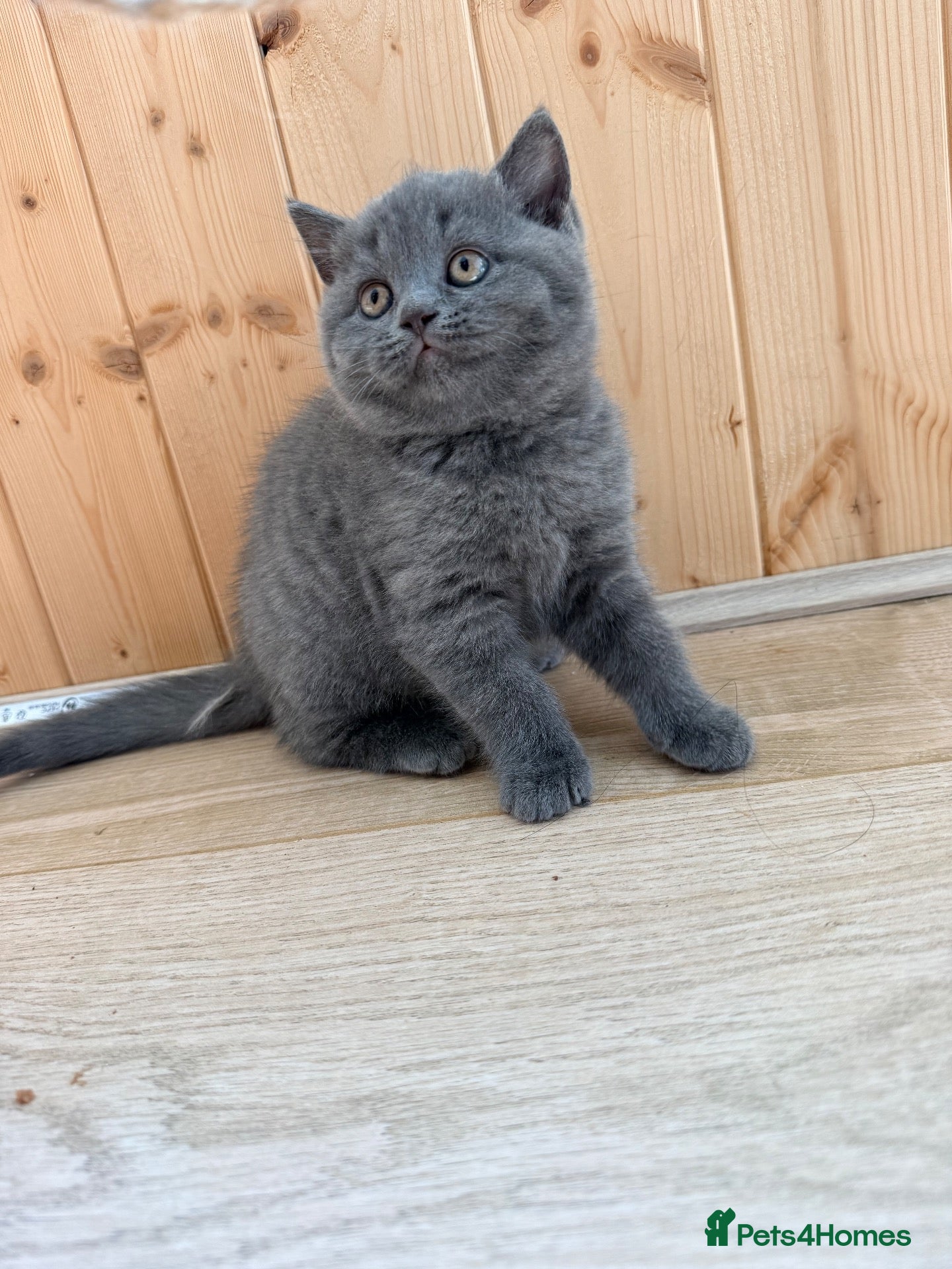 British Shorthair cats 🐾 British shorthair kitten for sale 🐾 - Advert 2