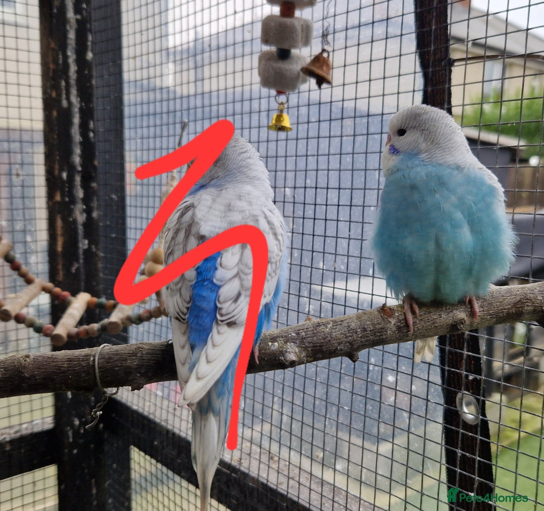 Budgerigars birds for sale: 3 baby budgies avaliable for reserve ready mid jan - Advert 10