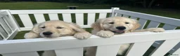 Golden Retriever dogs for sale: 8 weeks old Golden retriever puppies - Advert 6