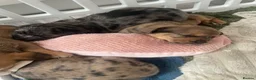 Mixed Breed dogs for sale: Biscuits, Oreo and Cup Cake in Maidstone - Advert 13