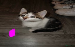 American Shorthair cats for sale: American Shorthair elegance times five ✨ - Image 2