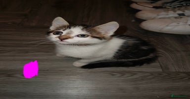 American Shorthair cats - Advert 7