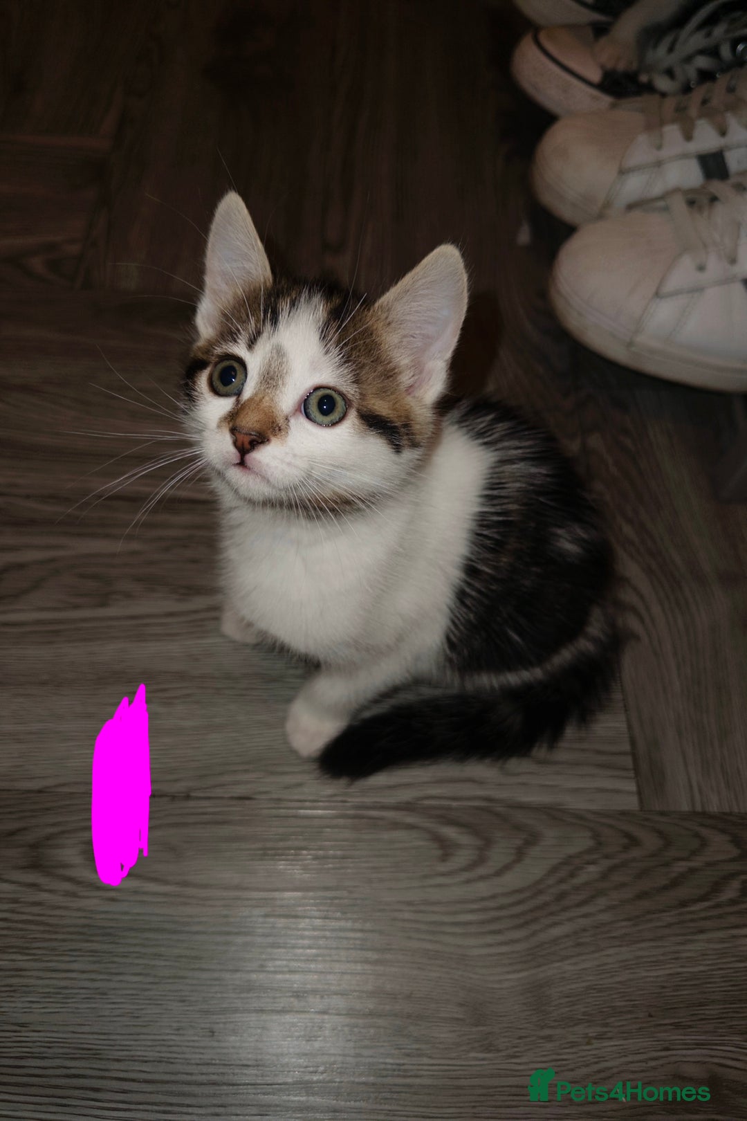 American Shorthair cats for sale: American Shorthair elegance times five ✨ - Image 2