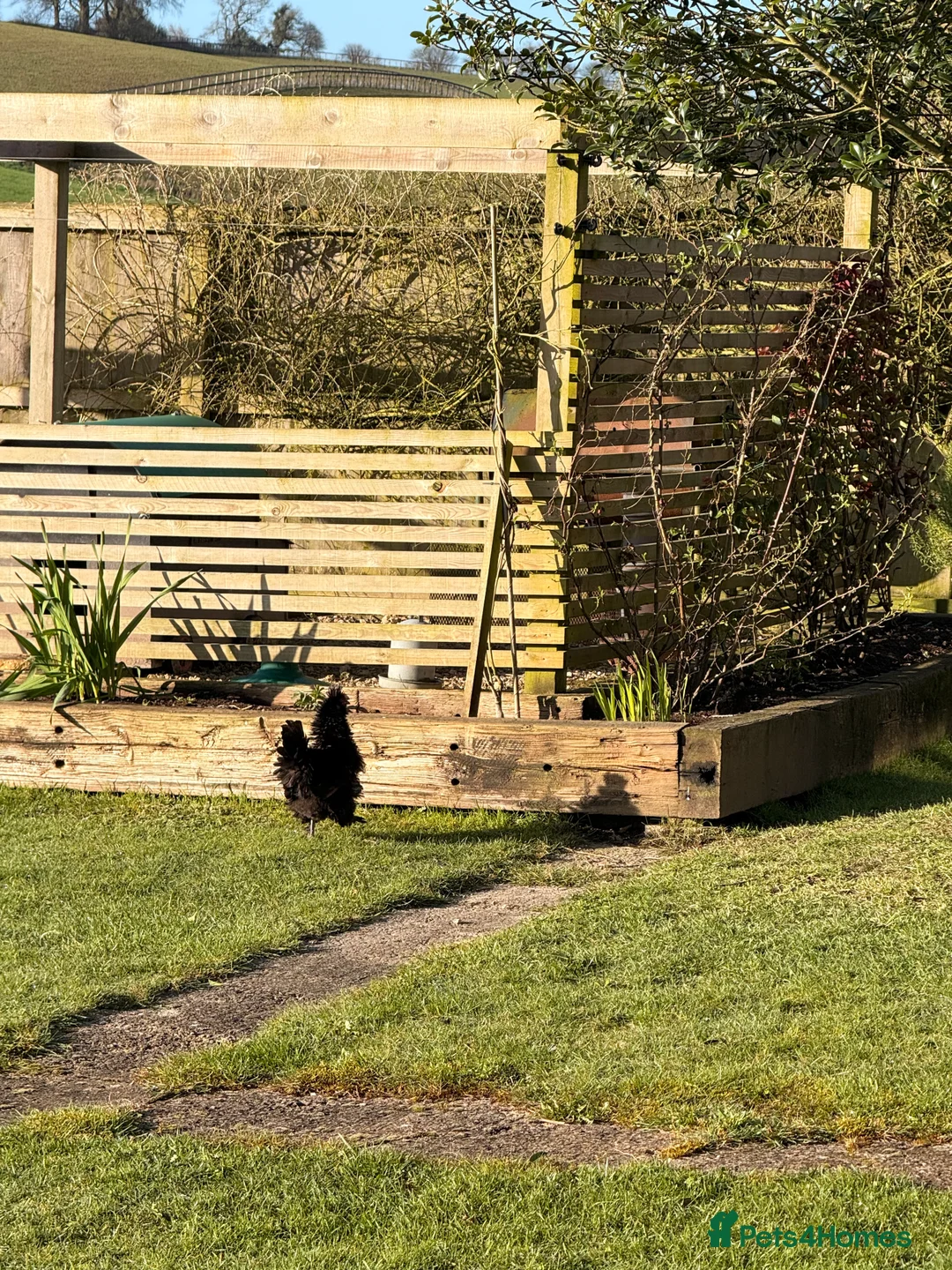 Chickens poultry for sale: Peking Batam and frazzle silkie  in Marlborough - Advert 1