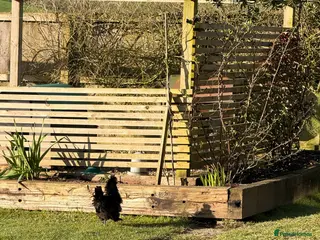 Chickens poultry Peking Batam and frazzle silkie - Advert 1