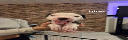 American Bulldog dogs for sale: AMERICAN BULLDOGS PURE BREEDS  - Advert 9