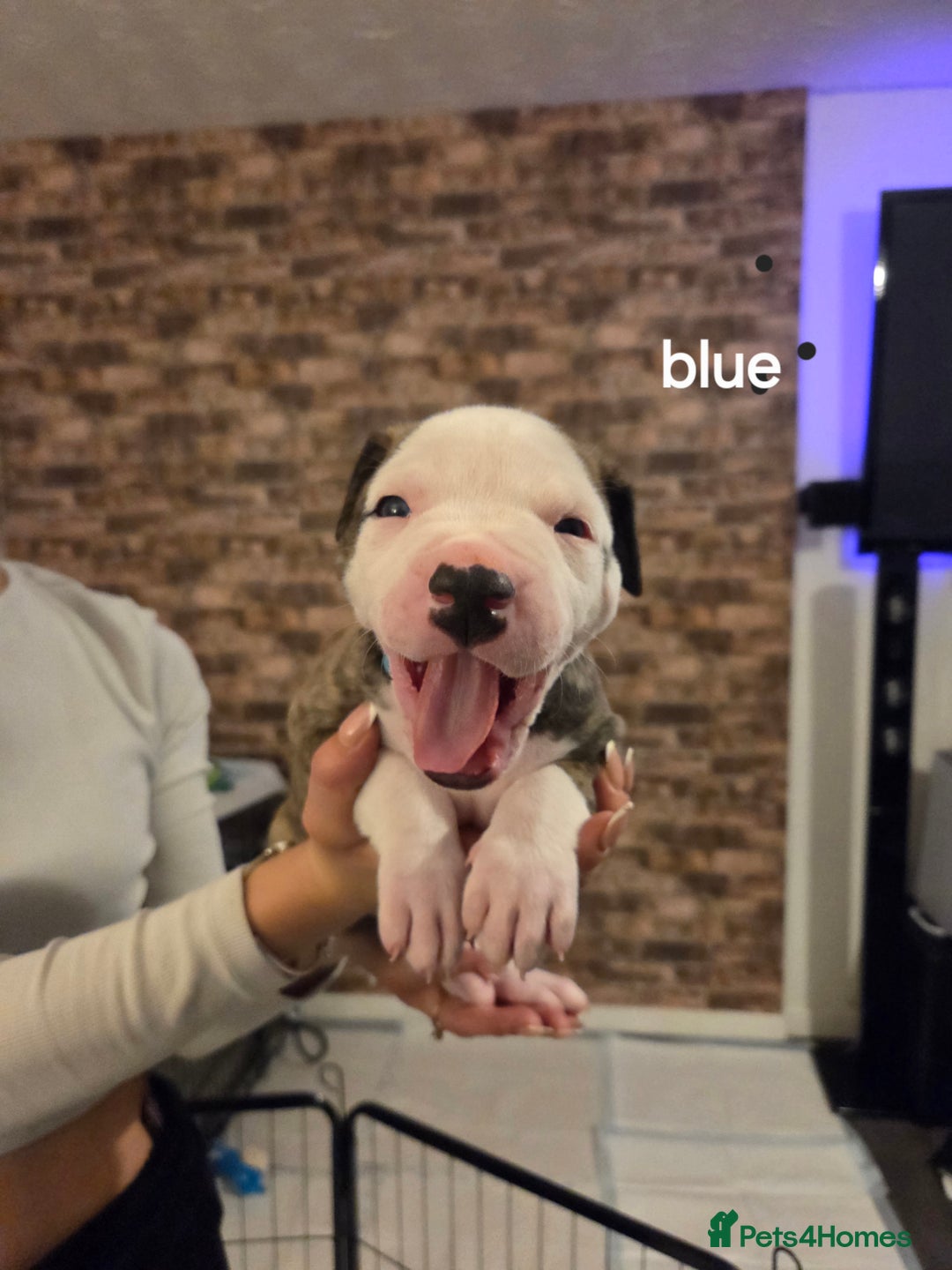 American Bulldog dogs for sale: AMERICAN BULLDOGS PURE BREEDS  - Advert 9