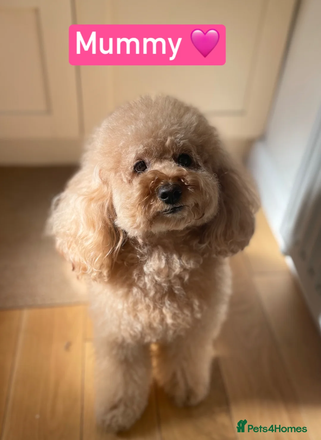 Cavapoochon dogs for sale: DNA Tested Hypoallergenic Cavapoochon F1BB Babies  - Advert 2