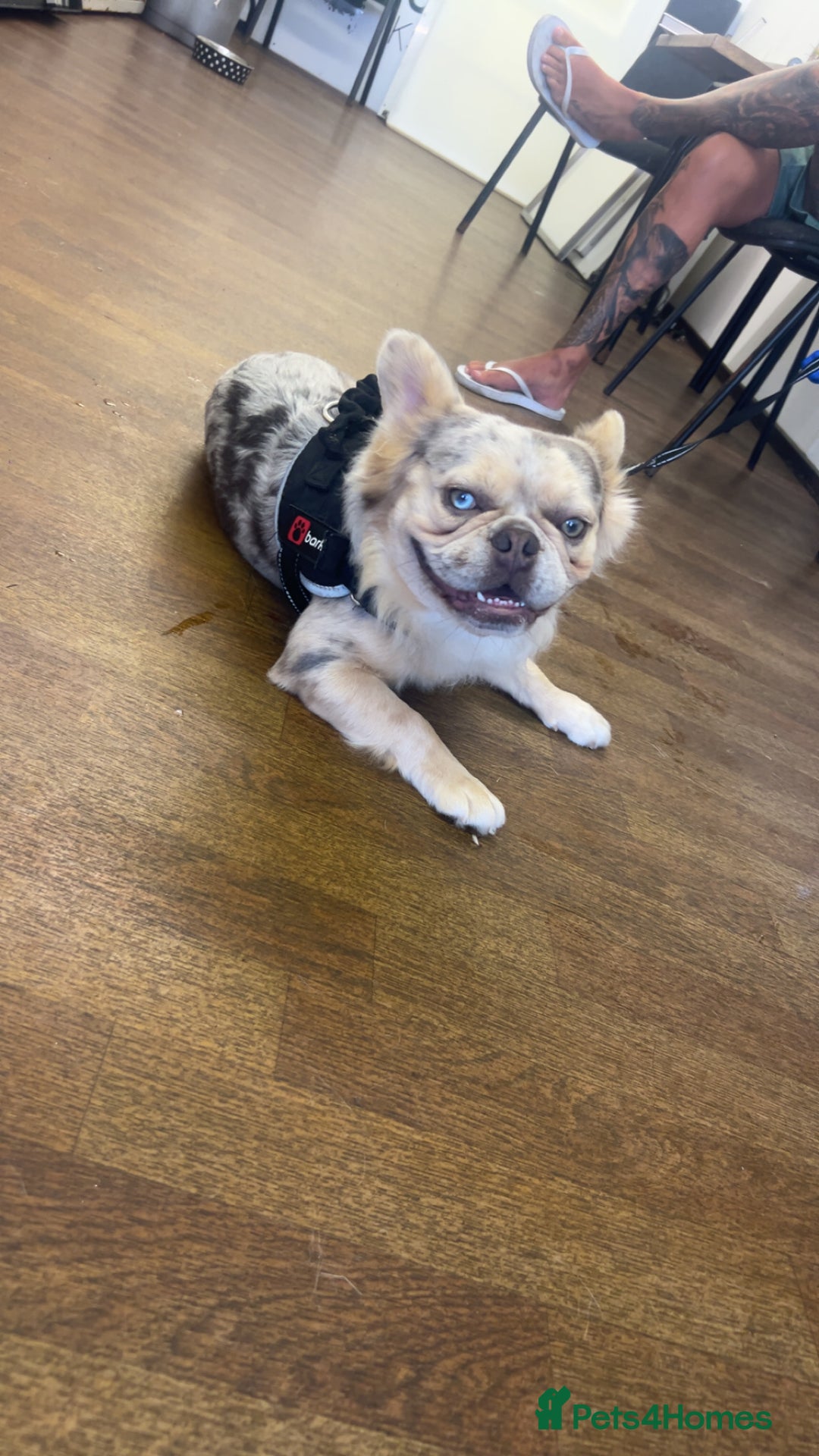French Bulldog dogs for sale: Rare lilac and tan pied stunning visual fluffy  - Image 5