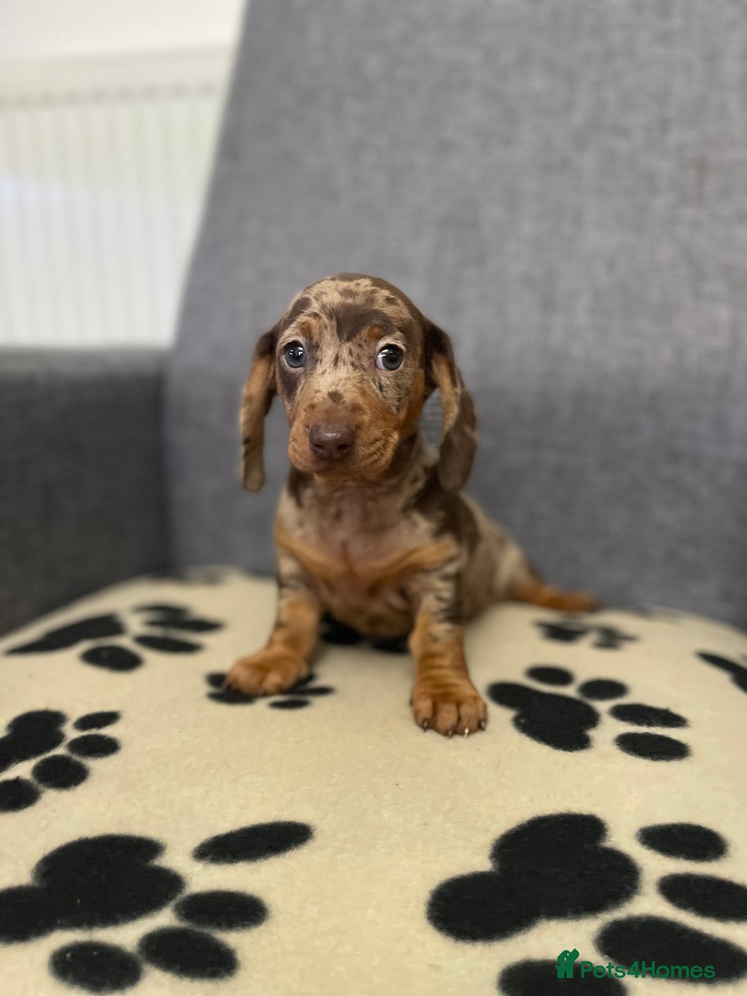 Dachshund dogs for sale: Miniature Dachshund puppies  - Advert 8