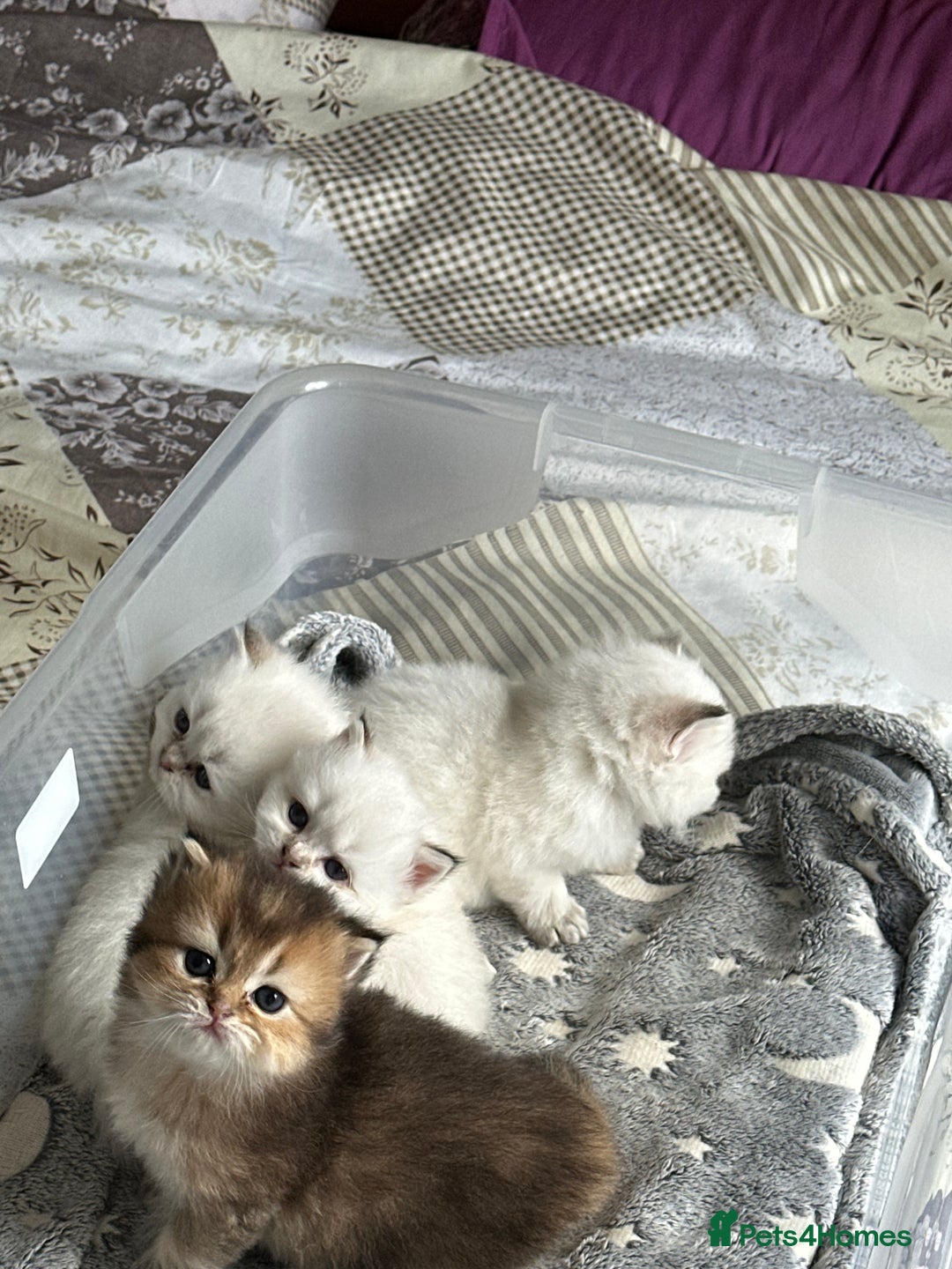 British Longhair cats for sale: Stunning British Longhair Kittens Ready to collect - Image 8
