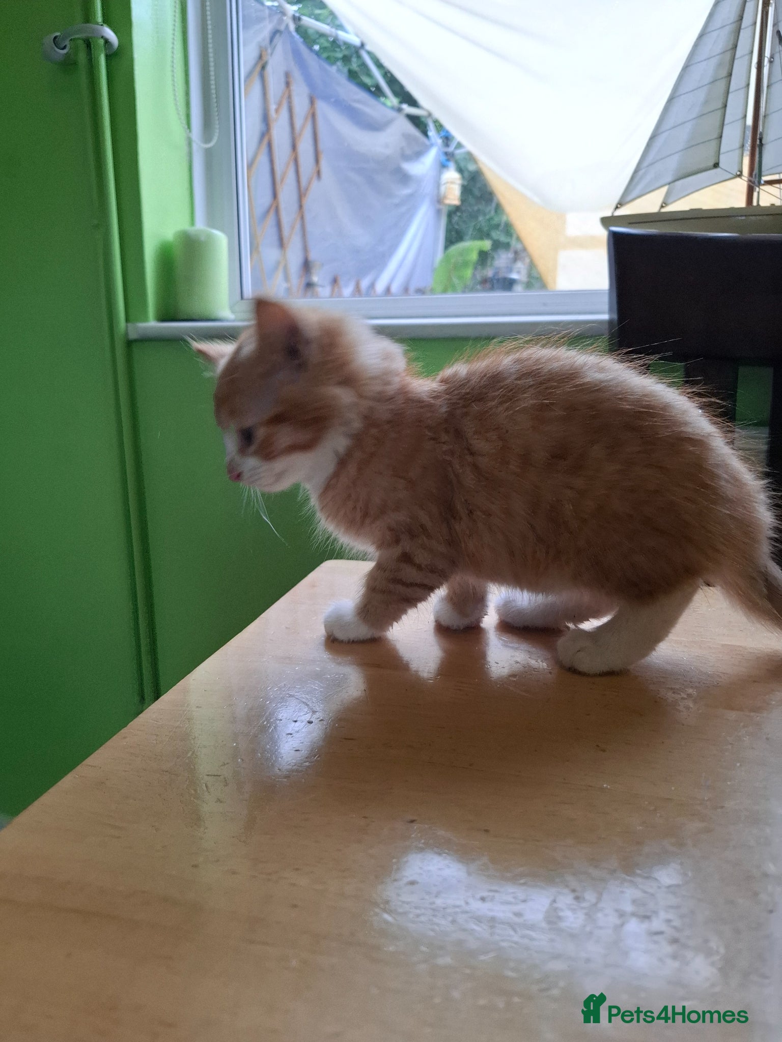 Mixed Breed cats for sale: Six 9 week old Kittens   - Advert 20