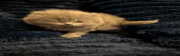British Shorthair cats for sale: Purebred British Shorthair Kittens Available! - Advert 5