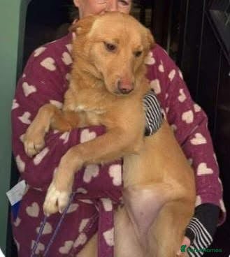 Mixed Breed dogs Figgy for adoption  in Chesterfield - Advert 1