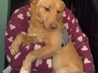 Mixed Breed dogs Figgy for adoption in Chesterfield - Advert 1