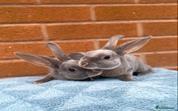 Rex rabbits for sale: Female & male mini rex rabbit kits VIENNA - Image 22