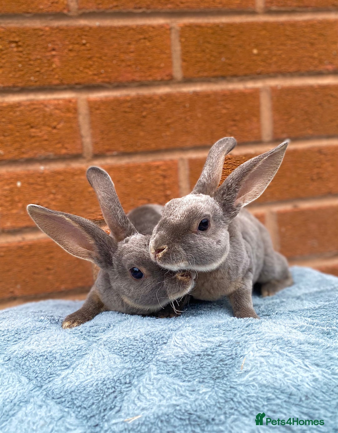 Rex rabbits for sale: Female & male mini rex rabbit kits VIENNA - Image 22