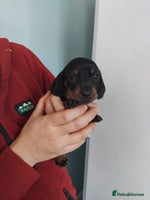 Miniature Dachshund dogs Miniature dashchund - Advert 1