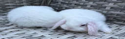 Mini Lop rabbits for sale: Pure bred mini lops - Advert 37