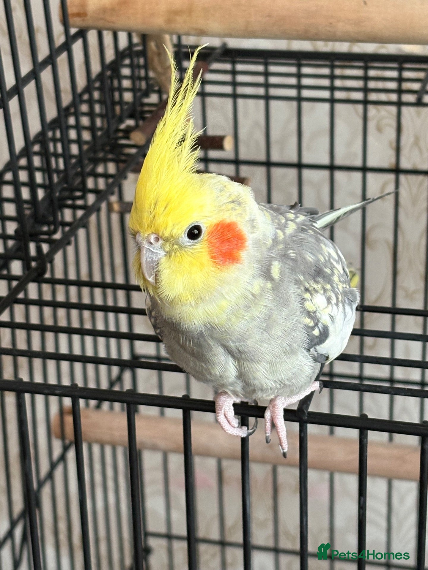 Cockatiels birds for sale: Budgie and cockateil, semi tamed cage included - Advert 2
