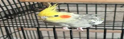 Cockatiels birds for sale: Budgie and cockateil, semi tamed cage included in Walsall - Advert 1