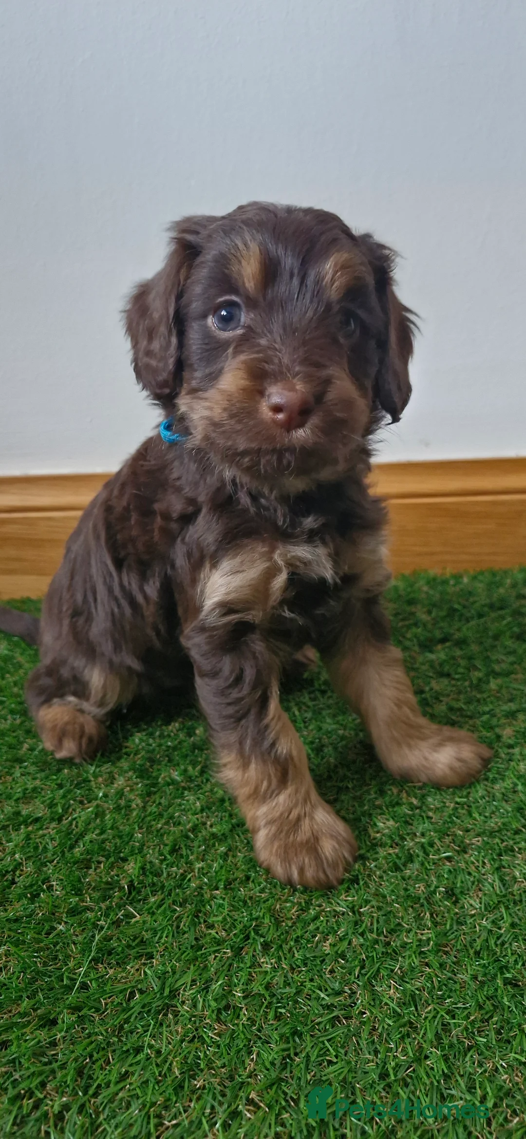 Cavapoo dogs for sale: ✨ Exceptional Cavapoo Puppies ✨ - Advert 2
