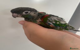 Conures birds for sale: Hand reared conures  - Image 2