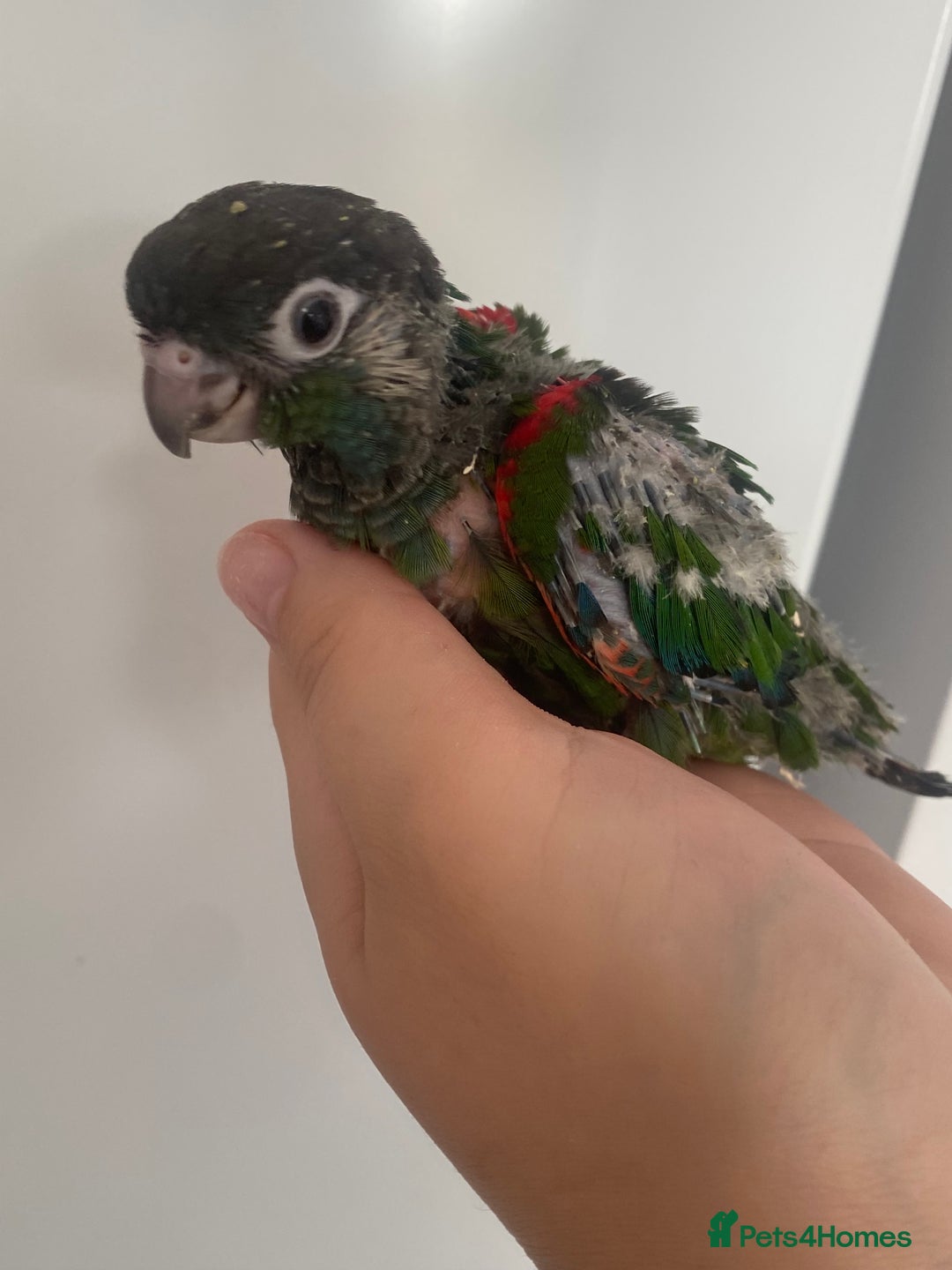 Conures birds for sale: Hand reared conures  - Image 2