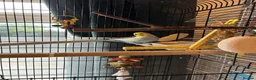 Budgerigars birds for sale: 2 budgies with there own cage set up  in Walton on the Naze - Advert 2