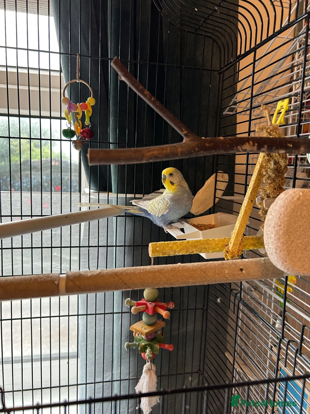 Budgerigars birds for sale: 2 budgies with there own cage set up  in Walton on the Naze - Advert 2