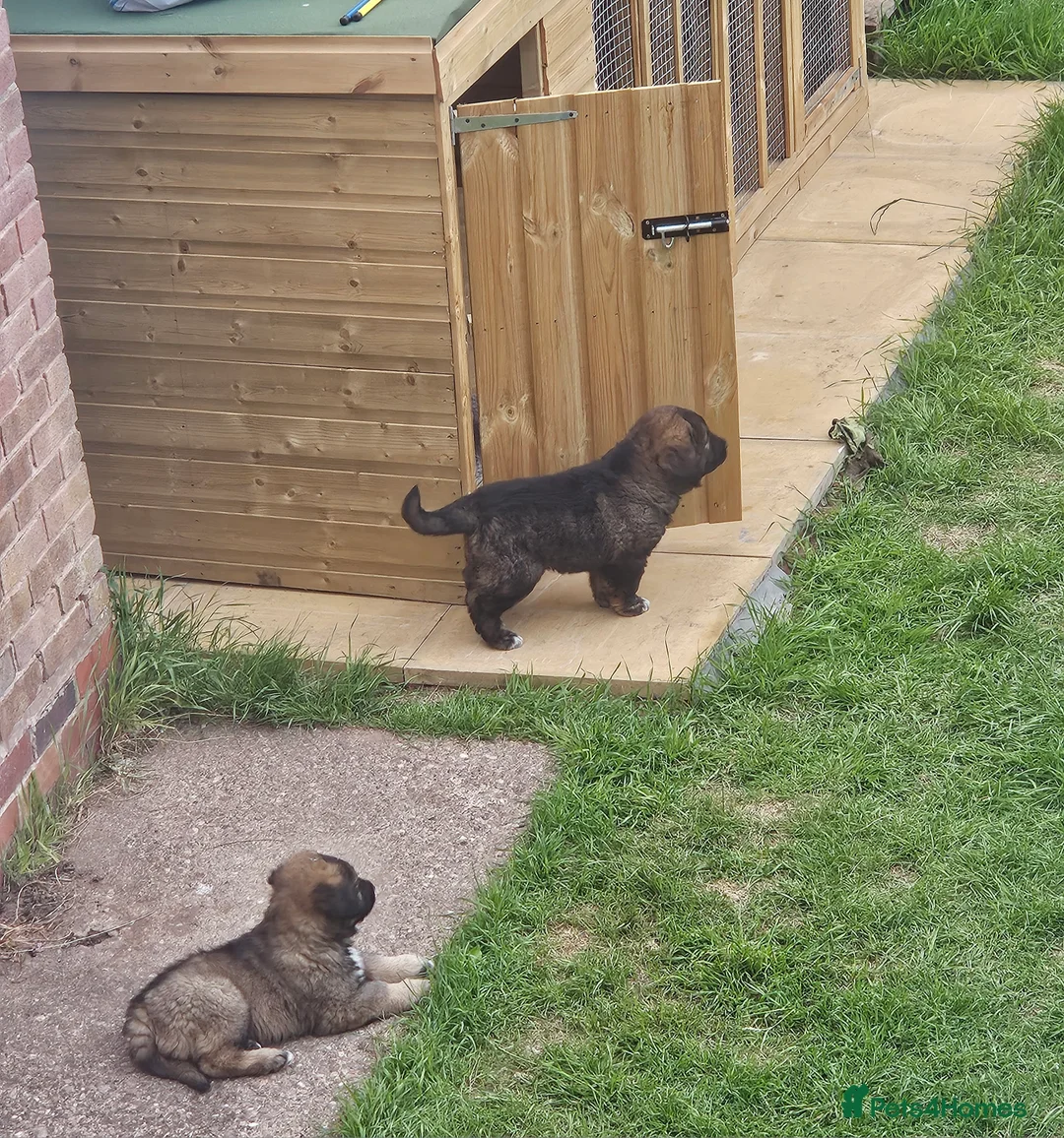 Caucasian Shepherd Dog dogs for sale: Caucasian sheapards puppy's available  - Advert 2