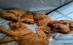 Toy Poodle dogs for sale: Exceptional Toy Poodles Health Tested&FamilyRaised - Image 7