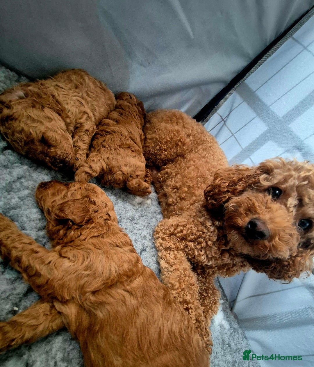 Toy Poodle dogs for sale: Exceptional Toy Poodles Health Tested&FamilyRaised - Image 7