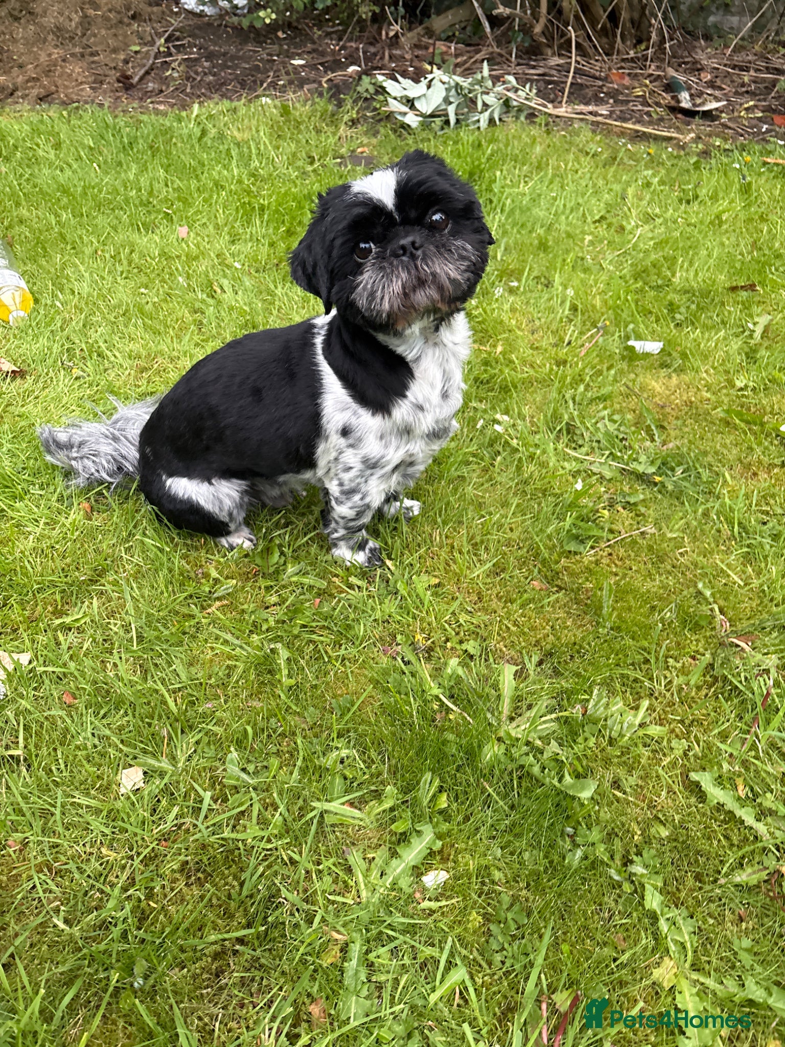 Shih Tzu dogs Beau- up for stud  - Advert 16