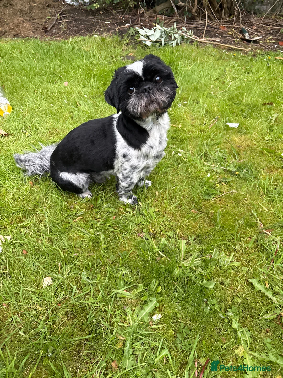 Shih Tzu dogs for stud: Beau- up for stud  - Advert 1