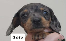 Miniature Dachshund dogs for sale: QUALITY MINIATURE DACHSHUND SMOOTH PUPS - Image 8