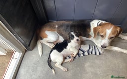 Mixed Breed dogs for sale: Gorgeous mix of Beagle x Sproodle (Springles) - Image 8
