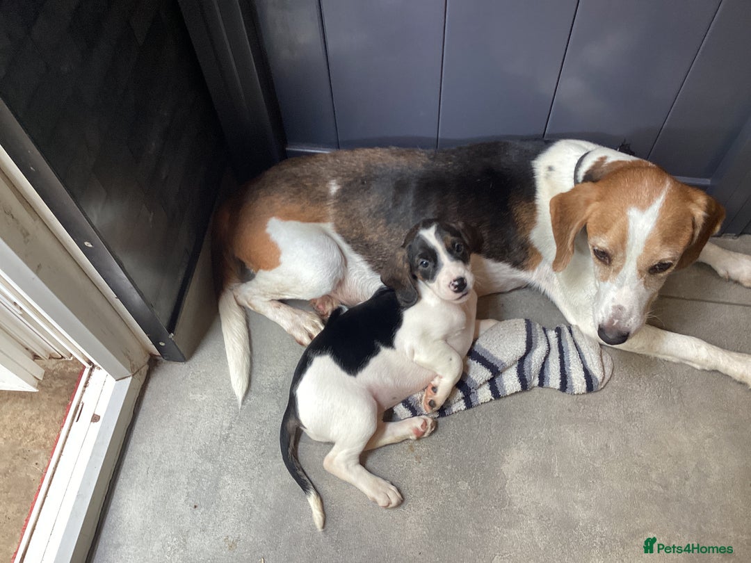 Mixed Breed dogs for sale: Gorgeous mix of Beagle x Sproodle (Springles) - Image 8