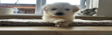 Yellow collar