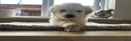 Golden Retriever dogs for sale: Gorgeous golden retriever pups - Advert 27