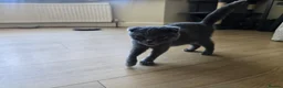 Scottish Fold cats for sale: 😼Last boy 😻SCOTTISH FOLD 😽 - Advert 10