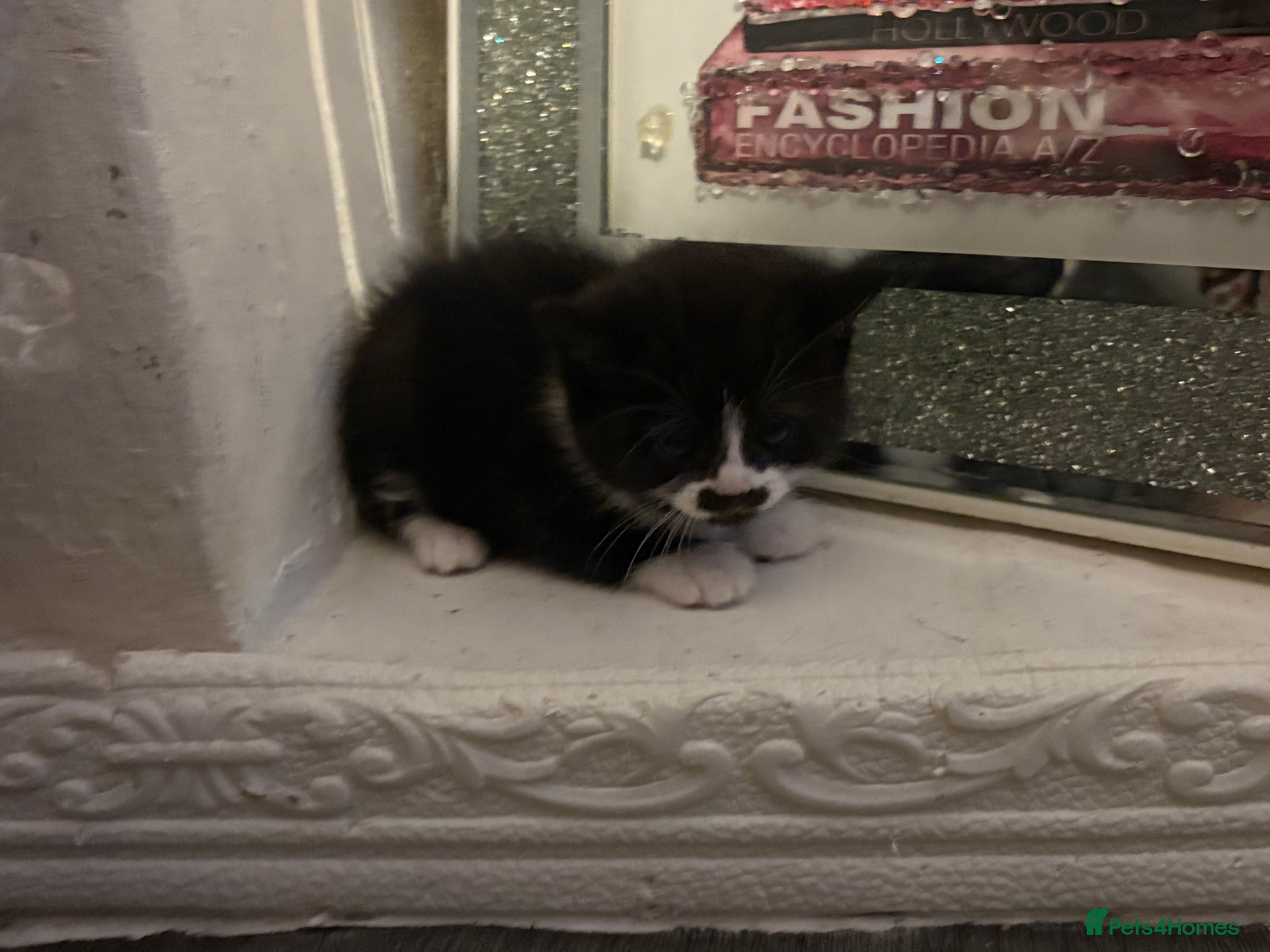 British Longhair cats british shorthair and longhair kittens for sale  - Advert 5