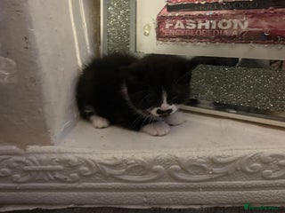 British Longhair cats british shorthair and longhair kittens for sale - Advert 5